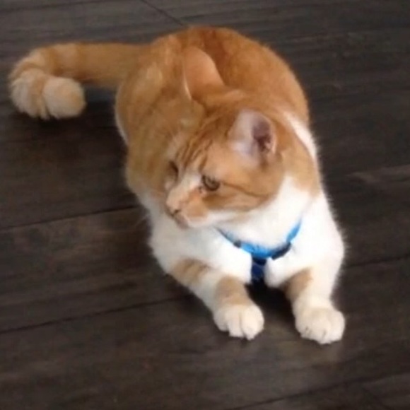 🚨PET ALERT🚨 - Picture 2 of 8